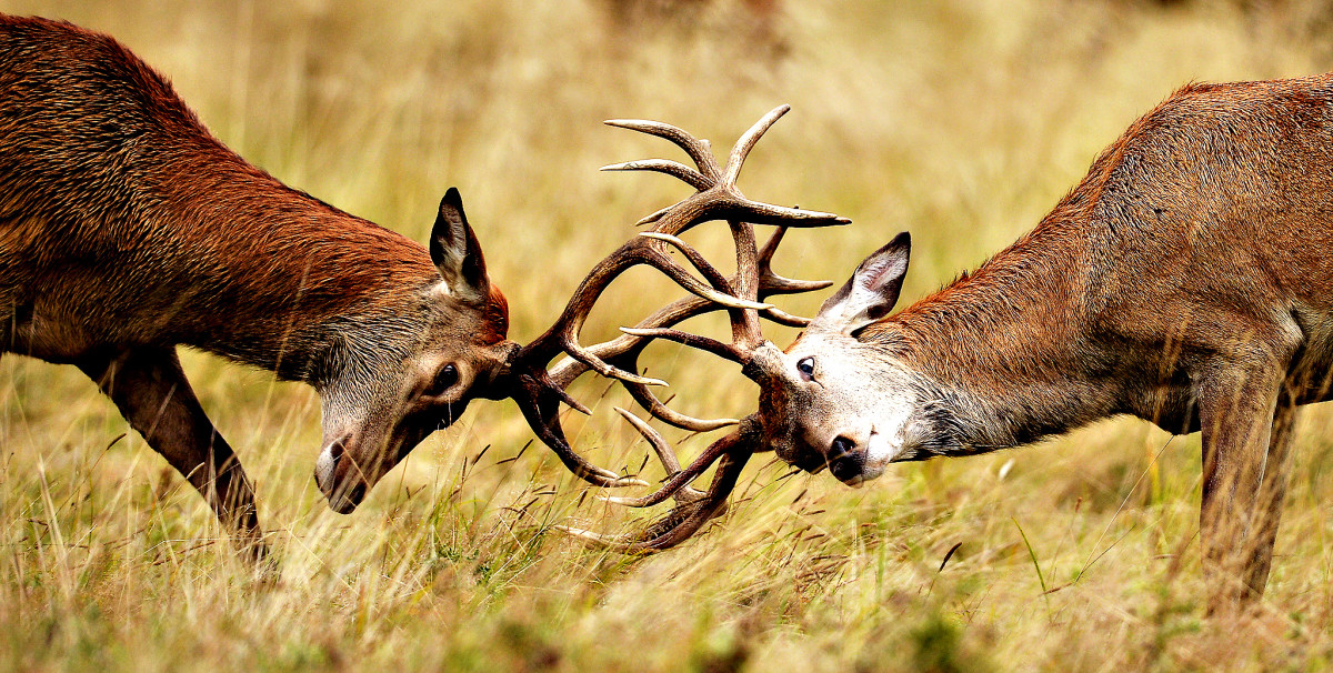 Rutting deer