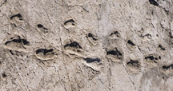 Ancient human footprints