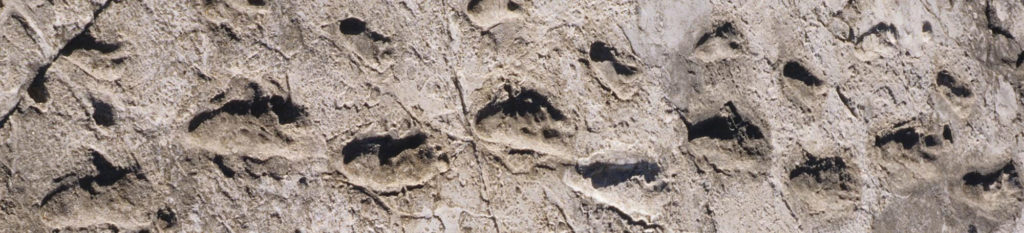 Ancient footprints