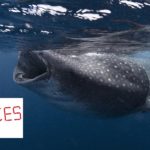 Statistricks, part 3: how they lie to you with polls
